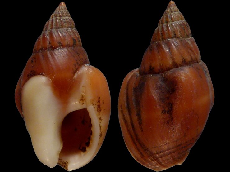 Nassarius irus - (Martens, 1880) 40019S