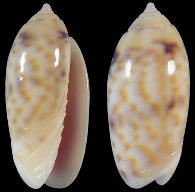 http://www.conchylinet.com/Images/Misc/4677.JPG