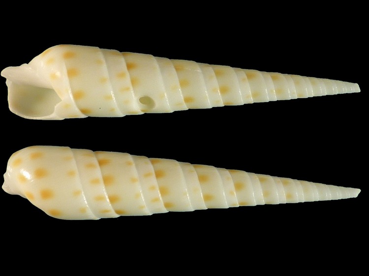 Myurella kilburni - (R.D. Burch, 1965) 8839