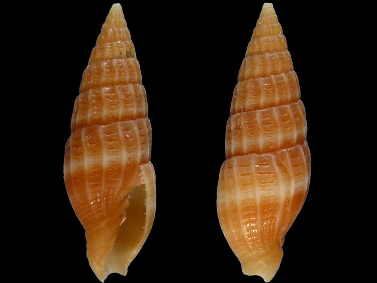 Vexillum radius - (Reeve, 1845) 9062_14mm