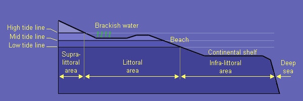 vertical distribution