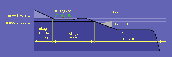 distribution verticale tropicale
