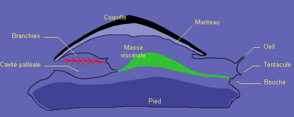 Anatomie du Mollusque