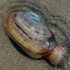 Bivalve marin