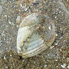 Marine bivalve