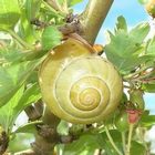 Land snail