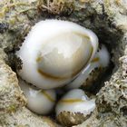 Marine gastropods