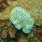 Marine slug