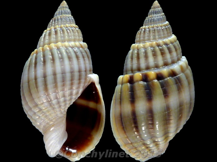 Nassarius siquijorensis