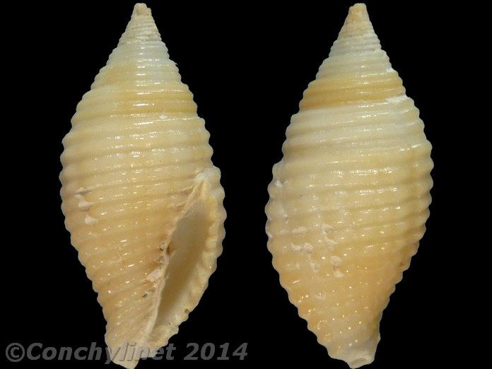 Mitra turgida