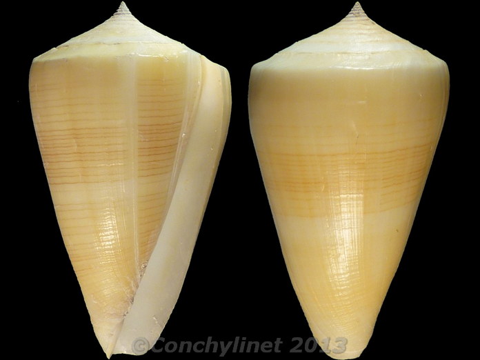 Conus quercinus