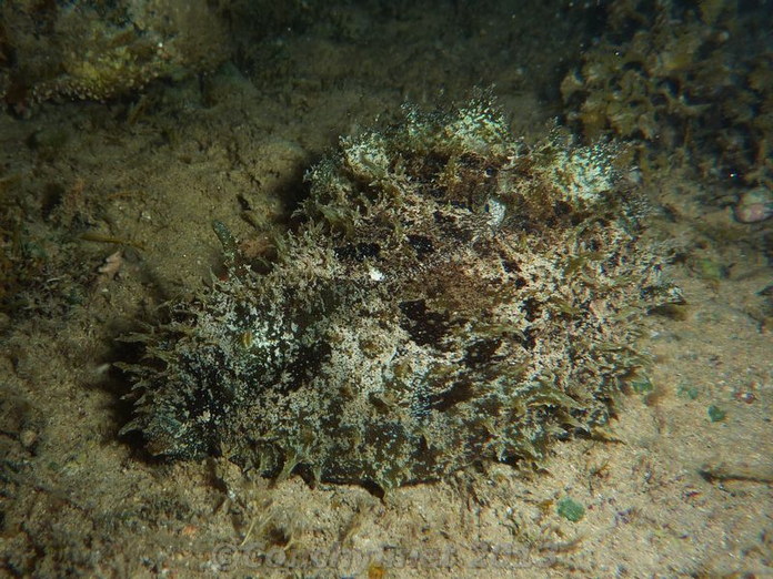 Unidentified species