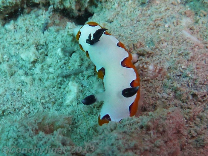 Chromodoris fidelis