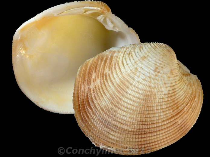 Antigona clathrata
