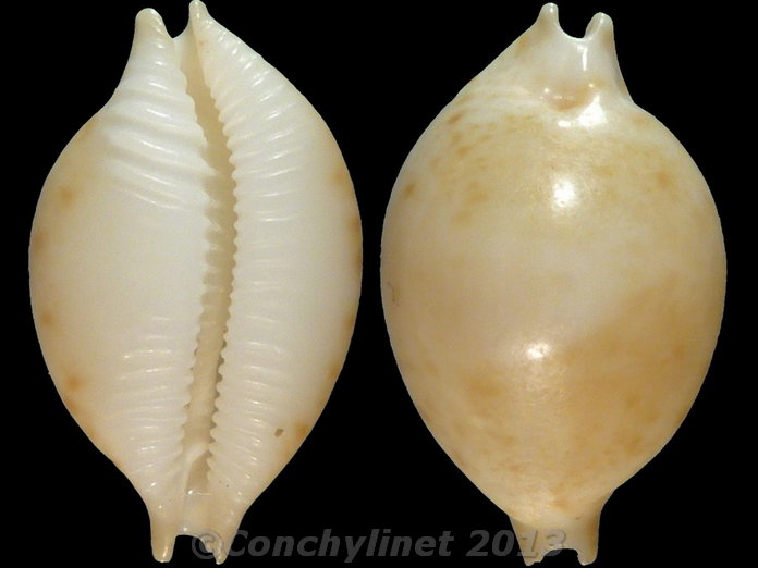 Cypraea margarita
