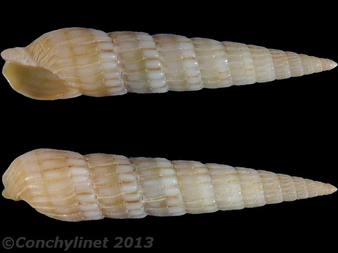 Myurella flavofasciata