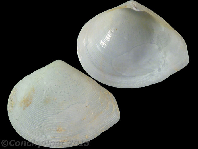 Leptomya gravida