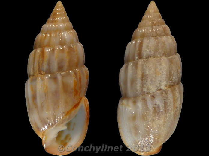 Otopleura auriscati