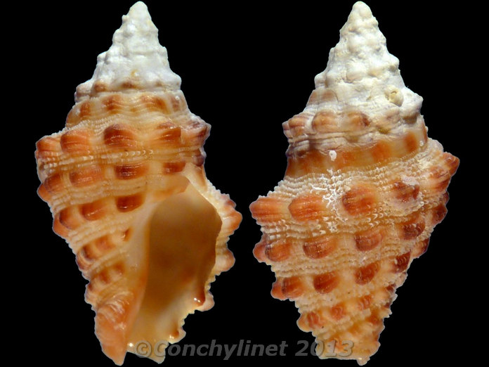 Drupella rugosa