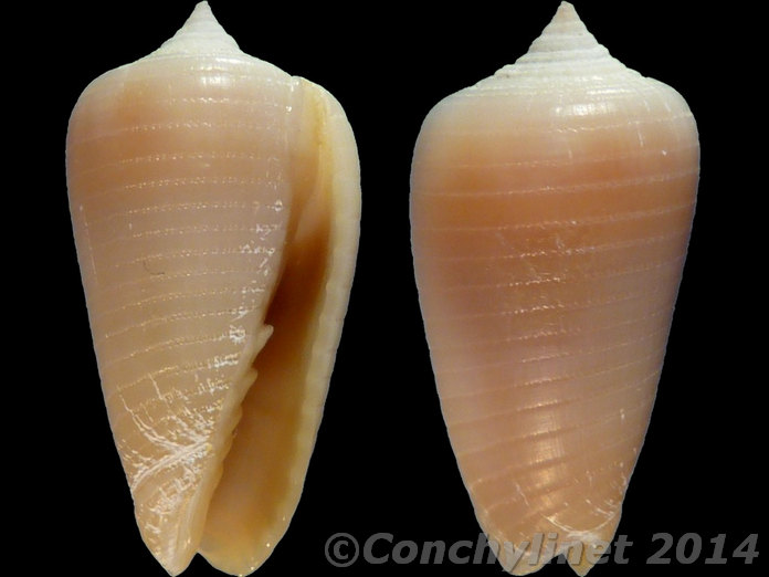 Imbricariopsis punctata