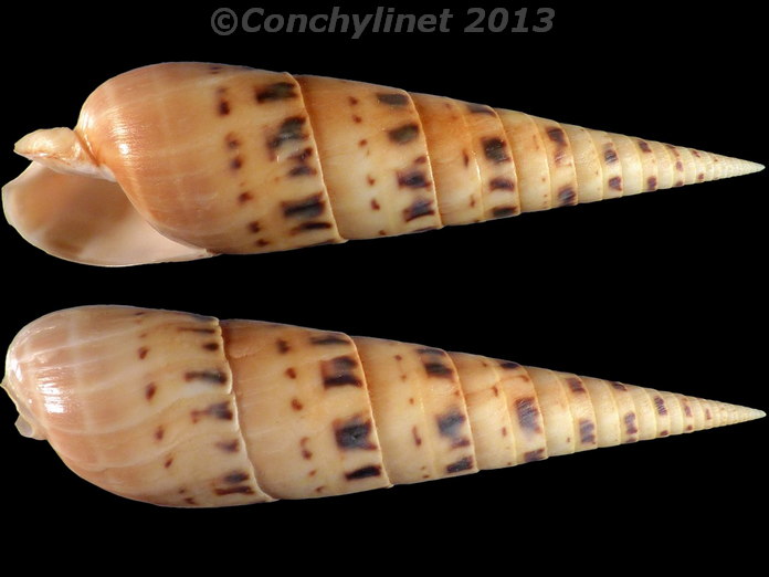 Oxymeris maculata