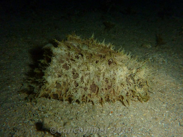Dolabella auricularia