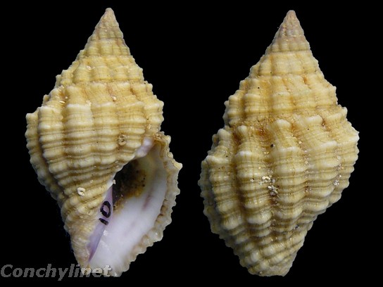 Clivipollia pulchra