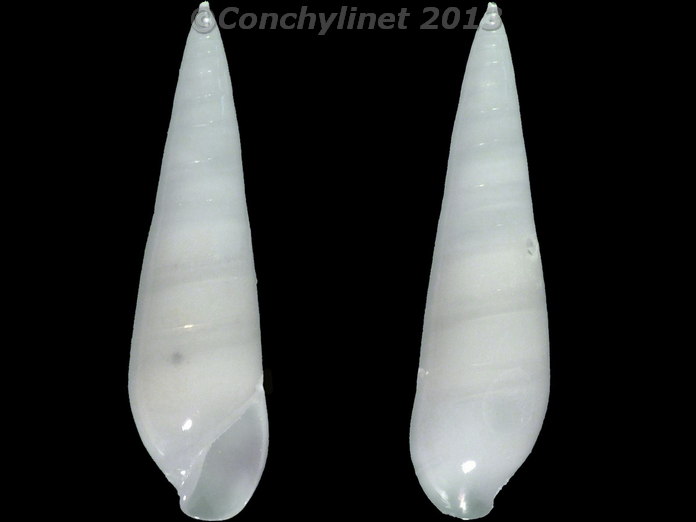 Melanella teinostoma