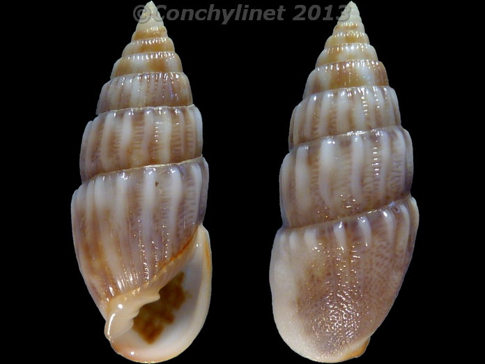 Otopleura auriscati