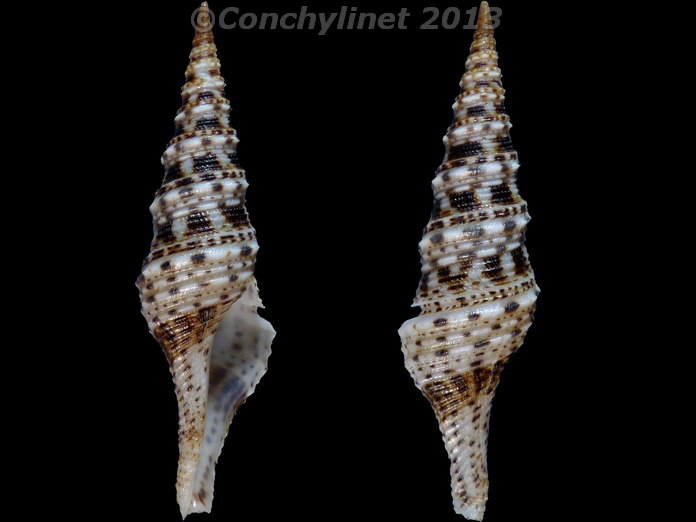 Turris garnonsii