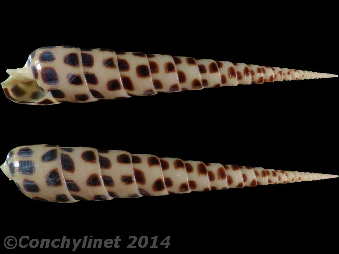 Terebra subulata
