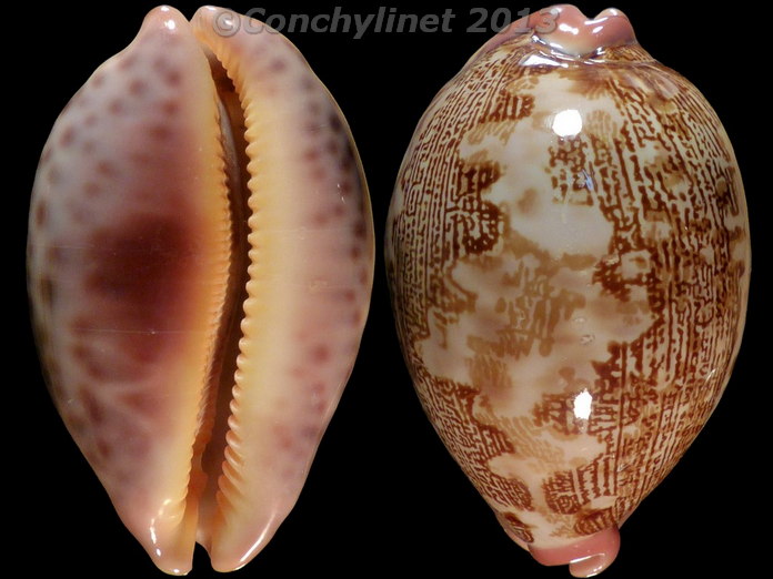 Cypraea mappa