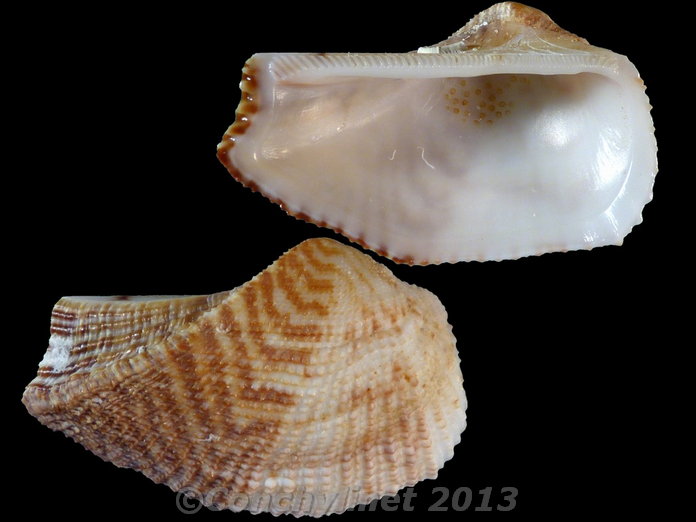 Arca ventricosa