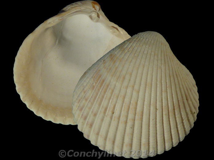 Clinocardium nuttalli