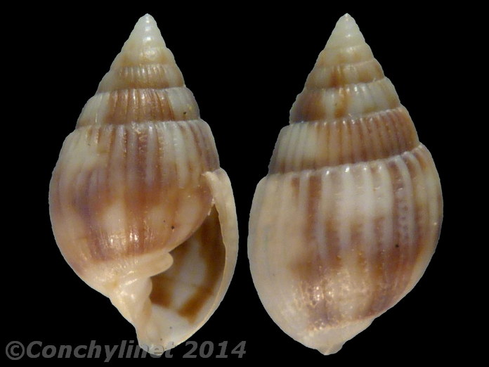 Otopleura auriscati