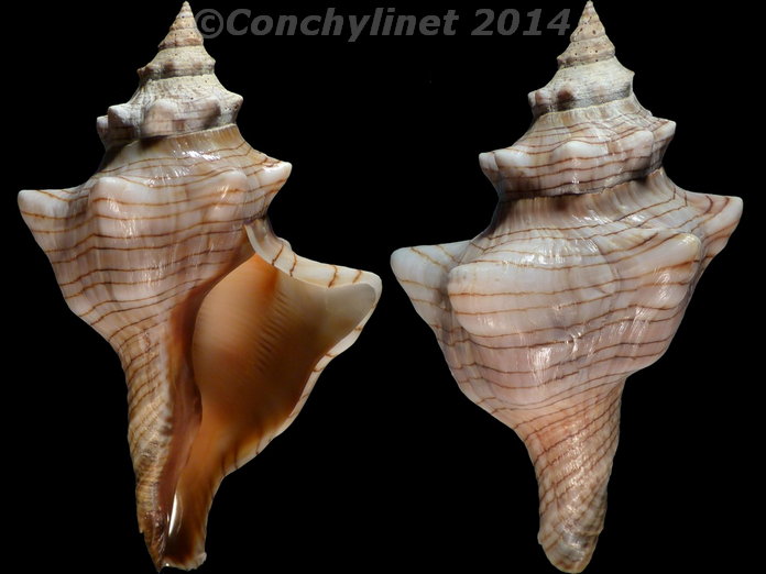 Pleuroploca trapezium