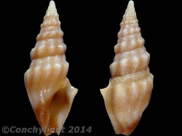 Clavus polygonalis