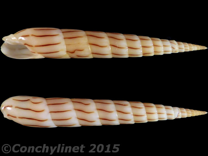Hastula lanceata