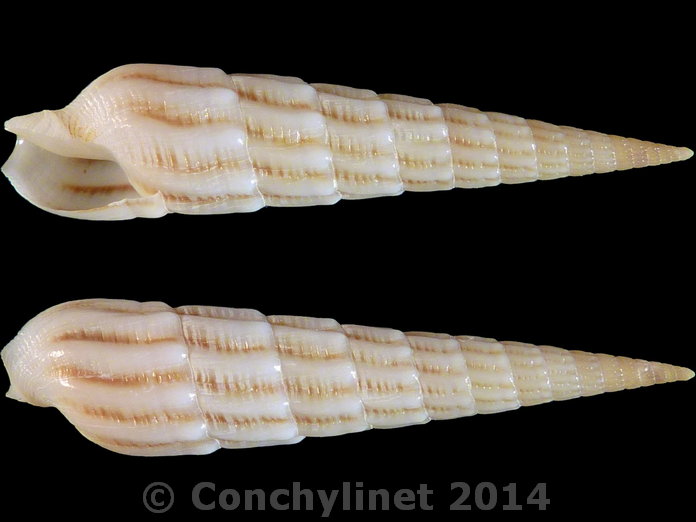 Myurellopsis puillandrei