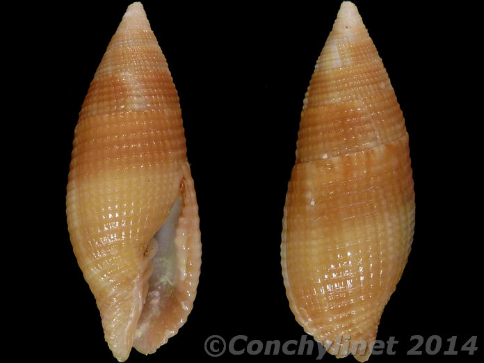 Nebularia pellisserpentis