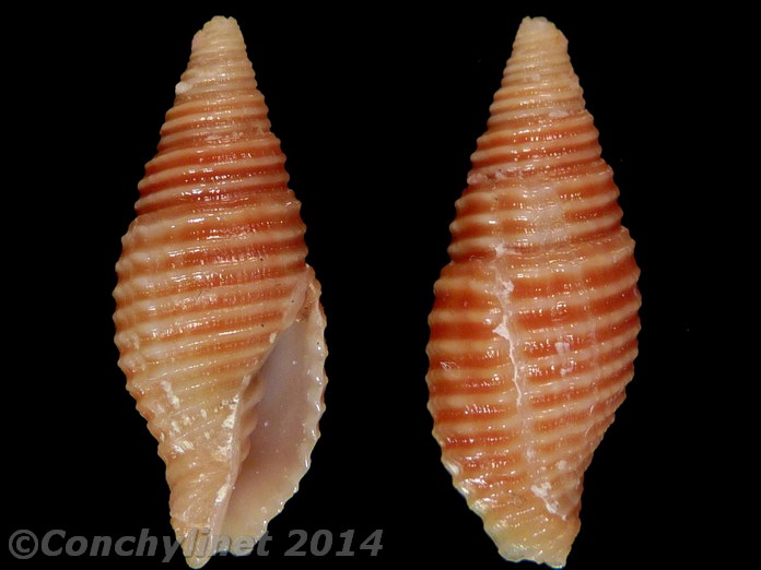 Pseudonebularia fraga
