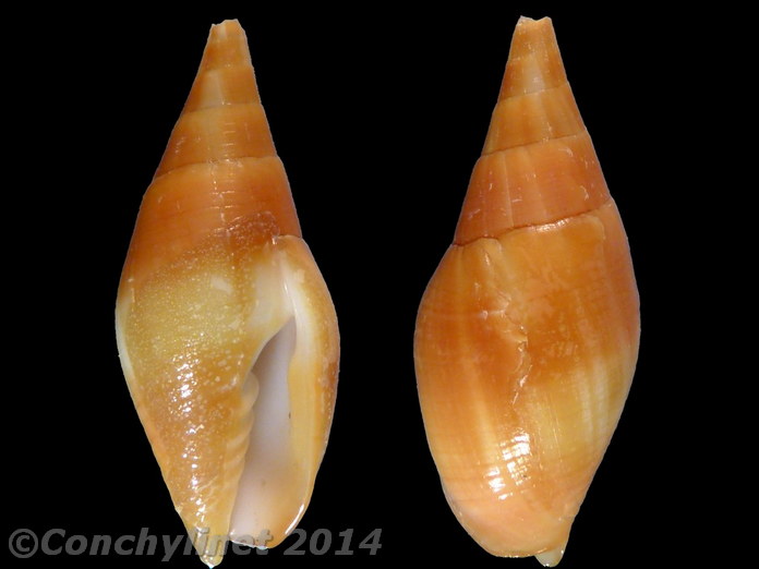 Nebularia acuminata