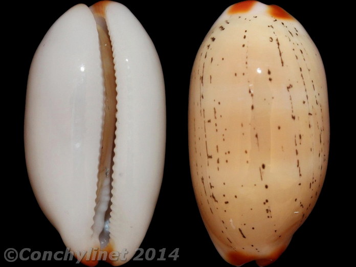 Cypraea isabella