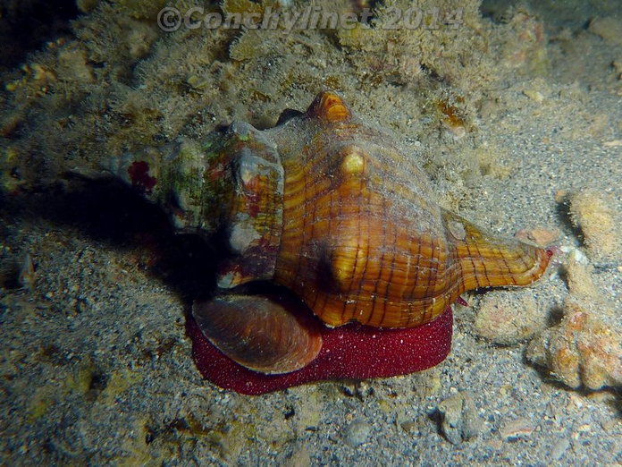 Pleuroploca trapezium