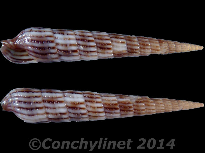 Myurellopsis kilburni