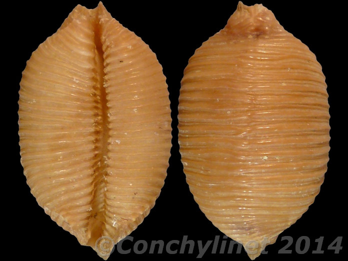 Cypraea childreni