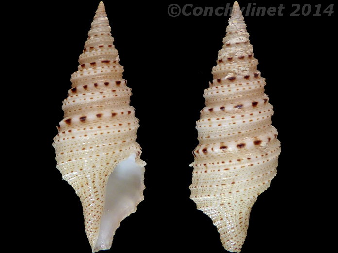 Lophiotoma ustulata