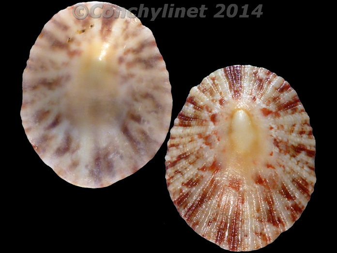Cymbula miniata