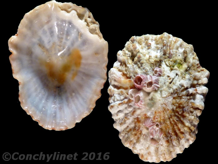 Scutellastra barbara