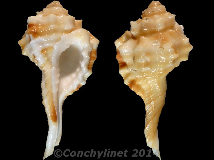 Ranularia monilifera